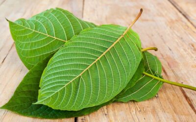 Exploring the Various Strains of Kratom and Their Unique Effects