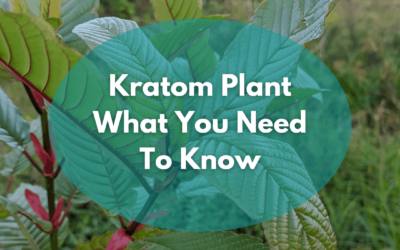 Kratom Plant Care And Information