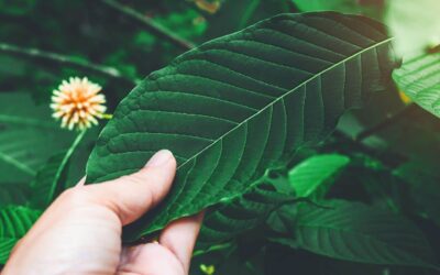 The Surprising Health Benefits of Kratom From Pain Relief to Mood Enhancement