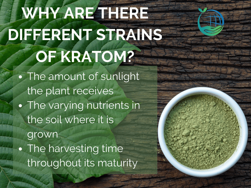 Why Are There Different Strains Of Kratom